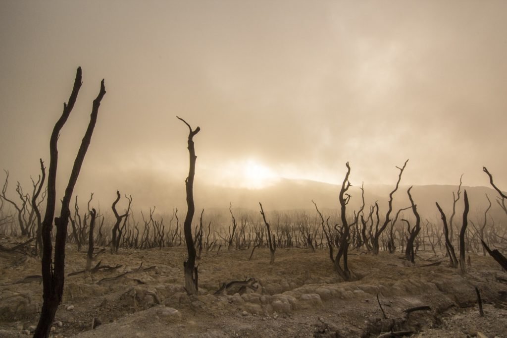 dead trees, dry, deserted